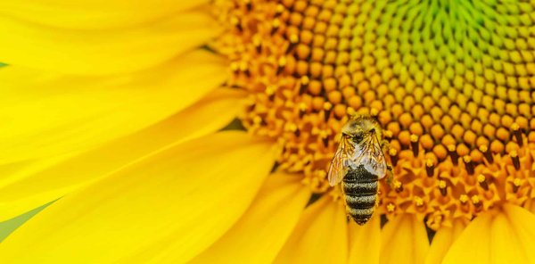 Le bee wrap est-il l'emballage parfait dont on a tous besoin ?