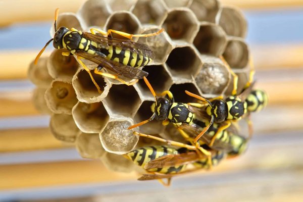 Guide pratique sur la destruction des nids de guêpes et frelons Vaucluse